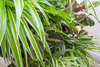 Красивые комнатные растения в интерьере