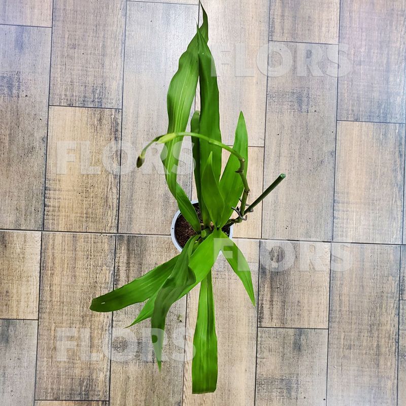 Орхидея Зигопеталум Маккея со скидкой